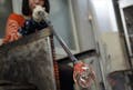 慎重に息を吹きこみ、ガラスを膨らませていきます。