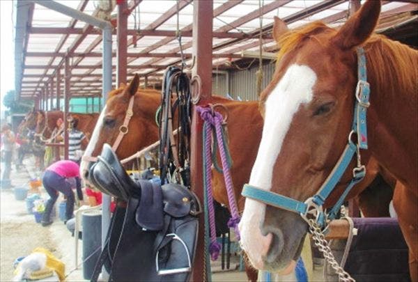 【1回・ビジターレッスン】気軽に体験！乗馬の楽しさ教えます