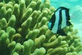 ヨロン島は隆起サンゴでできた島。「東シナ海の真珠」と称えられるほど美しい島です。