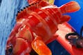 豊富な種類の熱帯魚が釣れます。どんな魚がかかるか、ワクワクします！