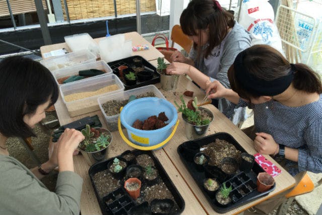 愛媛県にあるSaiki Engeiでは、多肉植物の寄せ植え体験を開催しています。