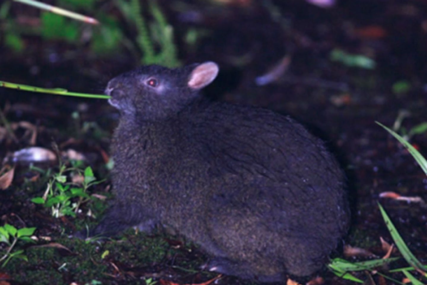 【鹿児島・奄美・ナイトツアー】奄美大島のナイトツアーで珍しい野生生物を観察！