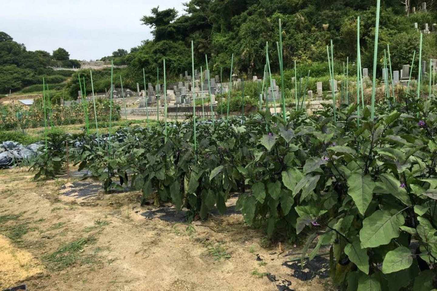 【岡山・牛窓・収穫体験】ファミリーにおすすめ！色とりどりな畑での収穫体験！旬の野菜、牛窓の実りをお裾分け♪