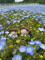 滋賀農業公園ブルーメの丘に投稿された画像（2025/5/10）