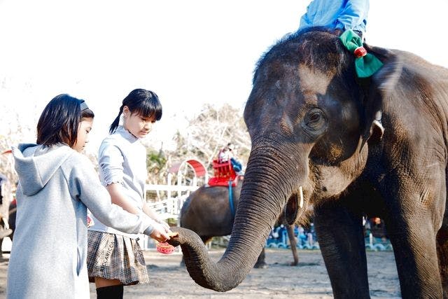 【最大100円割引】市原ぞうの国＆サユリワールド2施設セット前売り入園券