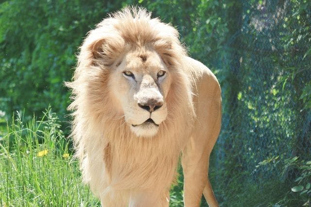 【200円割引】那須サファリパーク 日付指定前売り入園券
