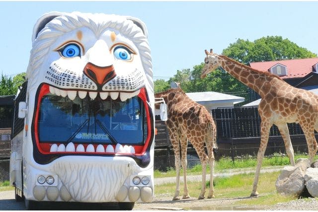 【300円割引】那須サファリパーク （日付指定入園券＋ライオンバス+エサやり）
