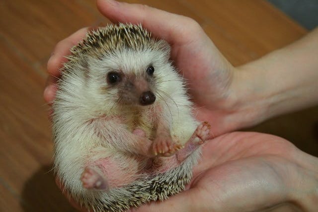【ヒヨコのおやつ付(100円相当)】 Moff animal cafe イオンモール幕張新都心利用券