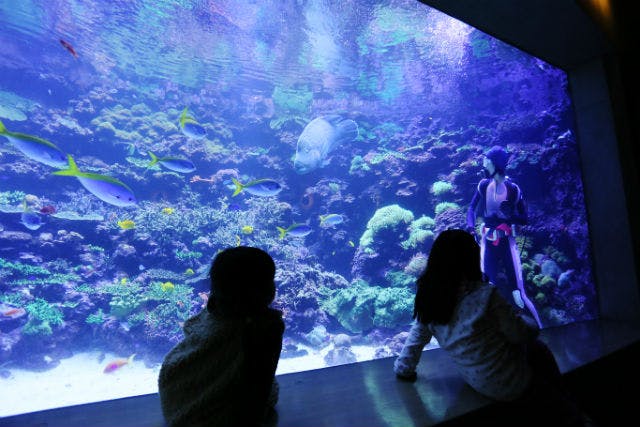 【最大150円割引】大分マリーンパレス水族館 「うみたまご」 WEBチケット（入館）