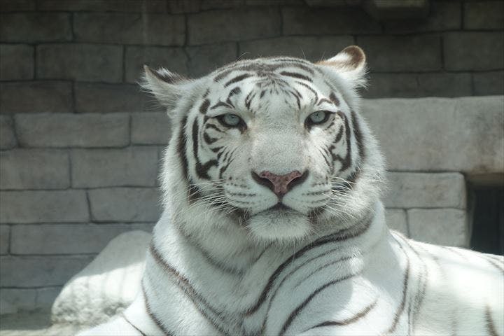 日付指定 入園券