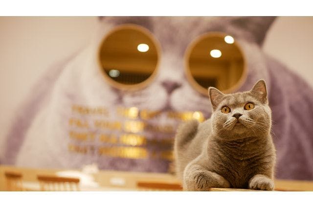 超特割！！【18%割引】猫カフェモカ イオンモール岡山入場クーポン（ドリンクバー・猫ちゃん用おやつ）