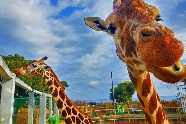 【当日券】日立市かみね動物園　入園オンラインチケット　