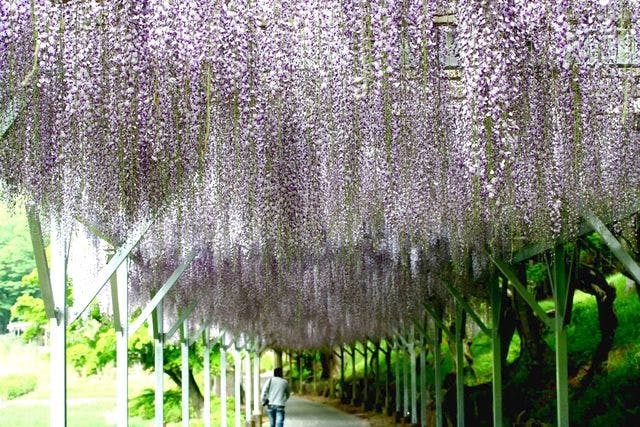 修善寺虹の郷　入園券