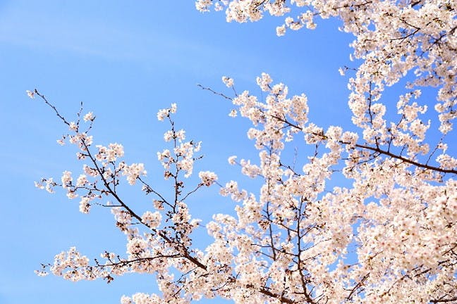 桜・お花見