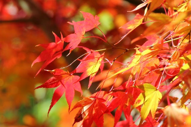 紅葉狩り・紅葉スポット